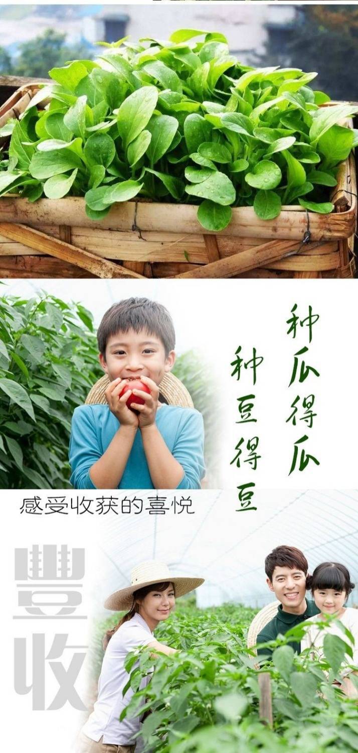 四季播种蔬菜种子阳台大棚菜籽黄瓜生菜西红柿草莓韭菜盆栽菜种子L