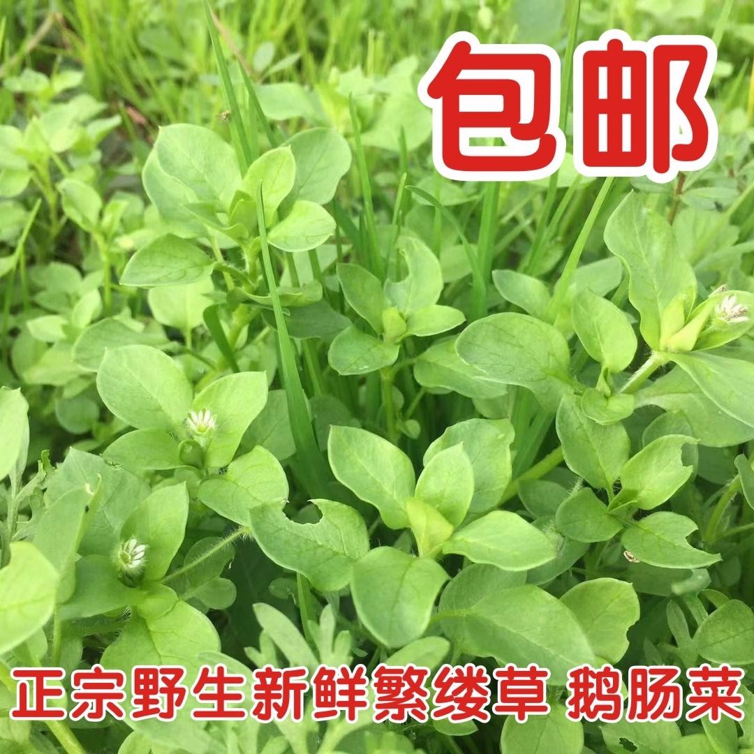 新鲜繁缕草 鹅肠菜鹅儿肠 鸡肠草 滋草 野生蘩缕草 繁缕茶 包邮【2月