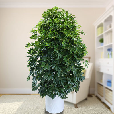 观叶植物