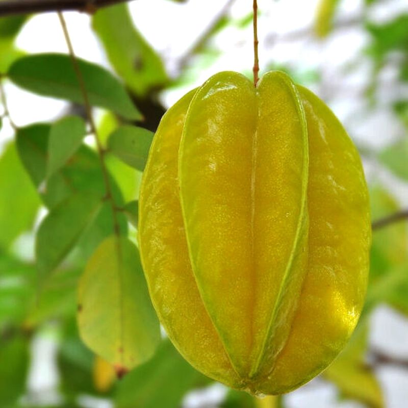 福建漳州杨桃水果包邮新鲜3斤/5斤现摘现发孕妇水果应季整箱批发