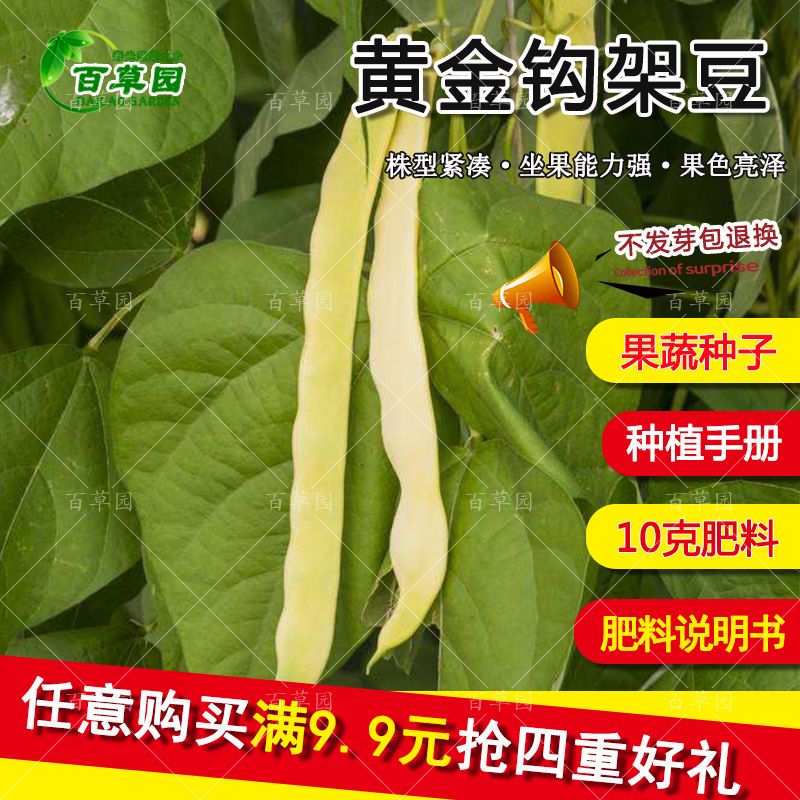 勾勾黄架豆种子 黄金勾豆角 油豆角 勾勾芸豆架豆黄炖豆角蔬菜籽