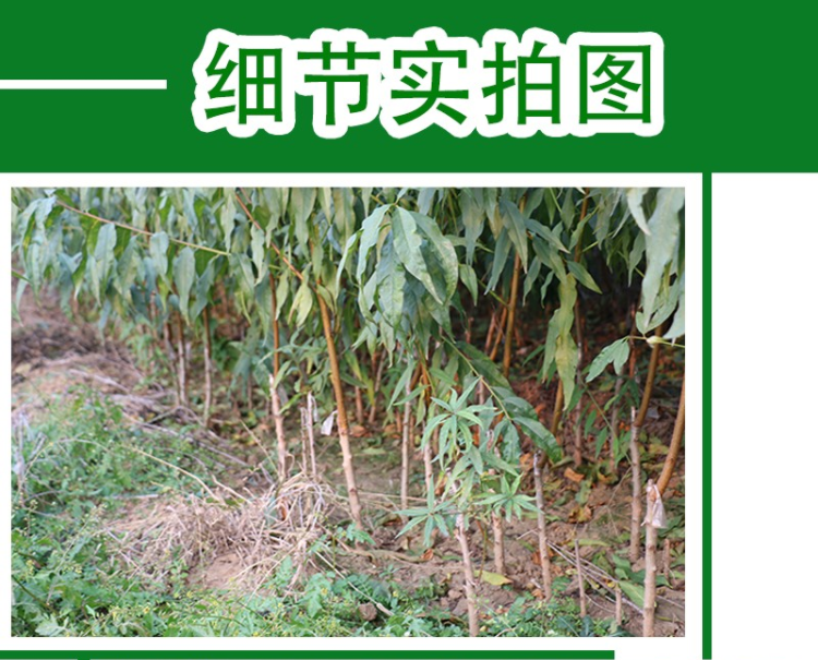 什么季节种树苗 70