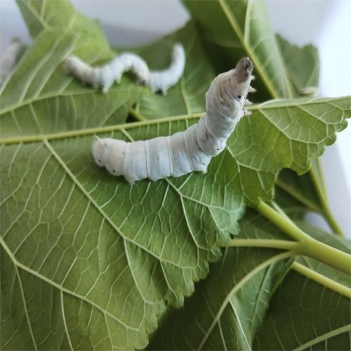 食物新鲜农家树苗活体蚕宝宝蚕卵桑叶