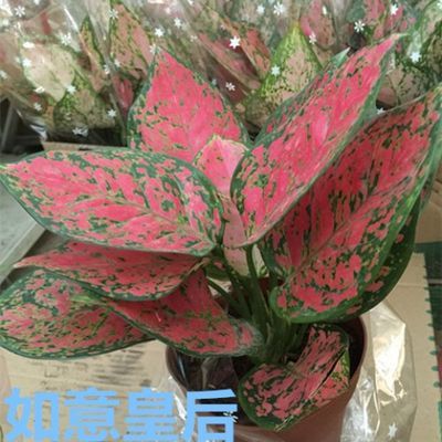 观叶植物