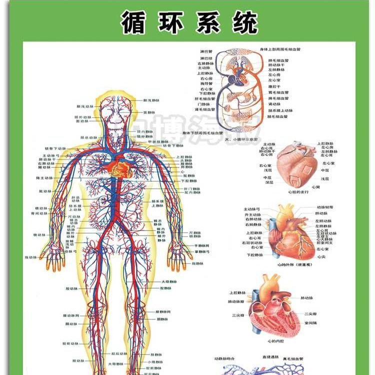 血液循环系统示意图人体解剖海报 肌肉骨骼神经血管医院分布图