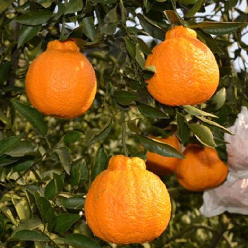 【坏果包赔】沃柑新鲜橘子桔子丑橘沙糖桔皇帝贡柑砂糖橘当季水果