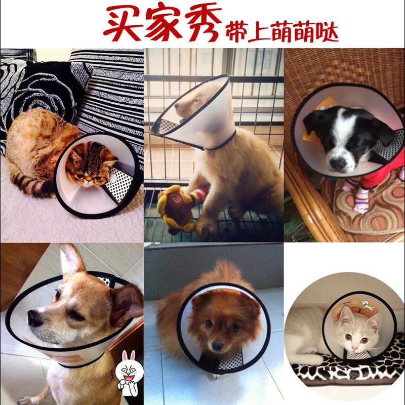 狗为啥喜欢咬猫的头 80