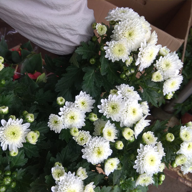 黄山贡菊花苗食用药用可泡茶贡菊花苗杭白菊花庭院阳台盆栽花卉