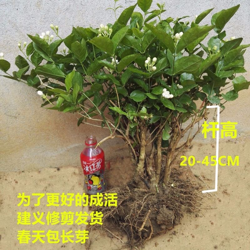 基地直发 何家茉莉花盆栽茉莉花苗盆景花卉盆栽绿植茉莉老桩 虎窝拼