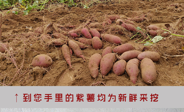 山东沂蒙山紫薯红薯新鲜蔬菜现挖现发地瓜粉糯香甜10/5/3斤包邮