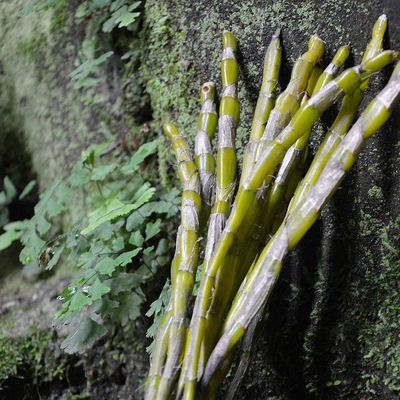 贵州野生5年赤水金钗石斛鲜条新鲜石斛500克包邮 非霍山铁皮枫斗