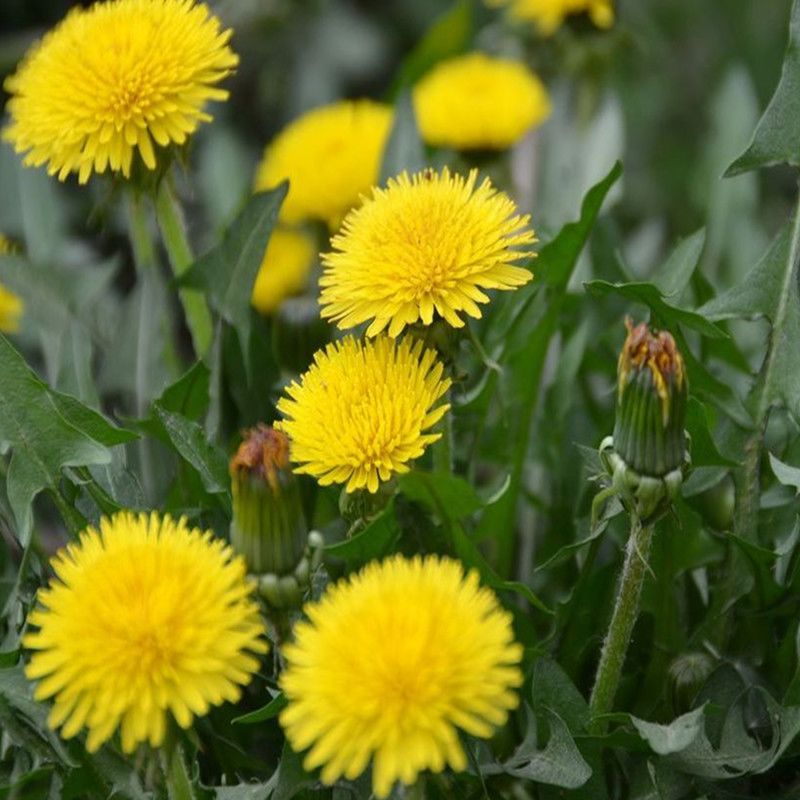 婆婆丁是哪种植物 9843fb21-38e4-4ac0-a5e2-39a5db91220b.jpg