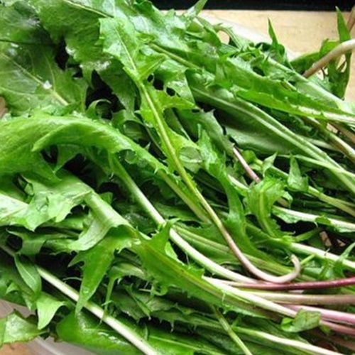 婆婆丁野菜新吃法 adfe1dfbb7d87731da4c506ca17572f0.jpeg