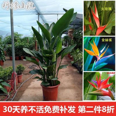 观叶植物