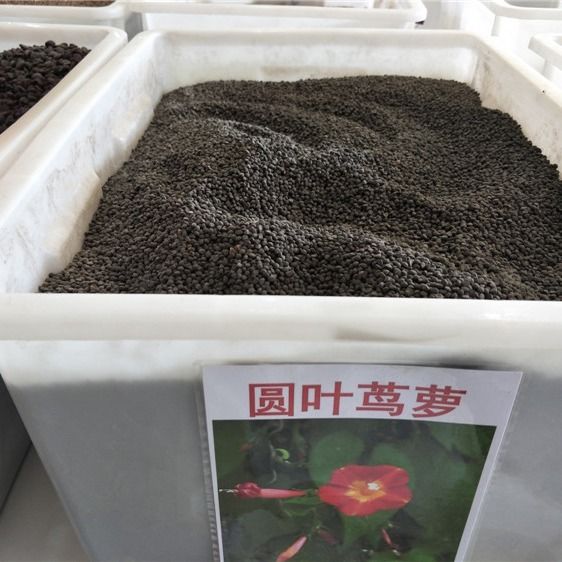 羽叶茑萝种子五星花种子掌叶圆叶茑萝花送肥料四季种易活开花不断