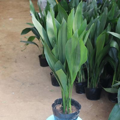 观叶植物
