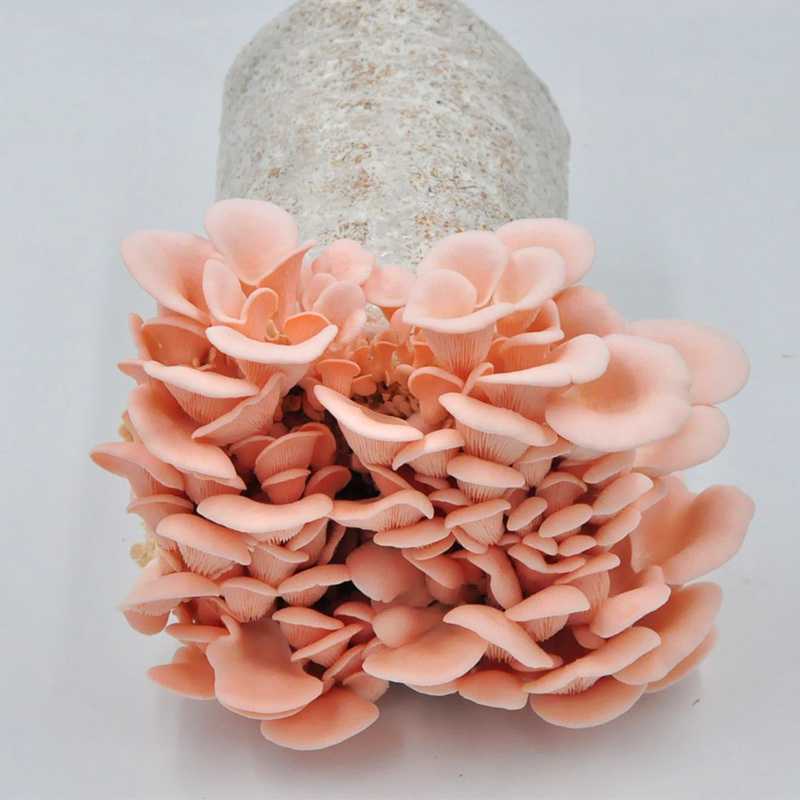 蘑菇种植菌包可以长几次 2789b7ec84870852c4a25c2d7601a297.jpeg