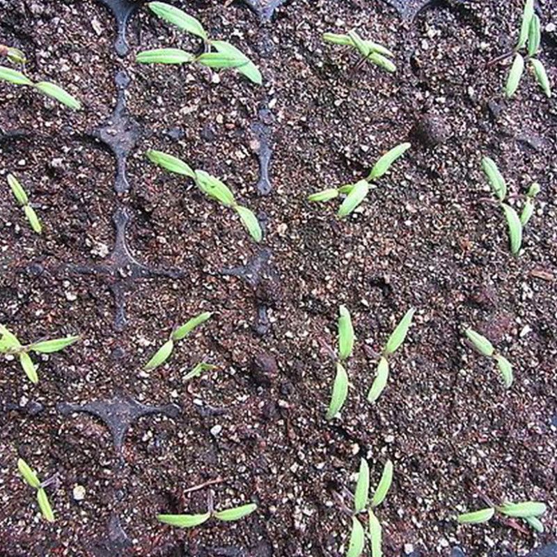 什么叫有机土 5c49e5d3-307f-4cc3-a351-4412255e1b5f.jpg