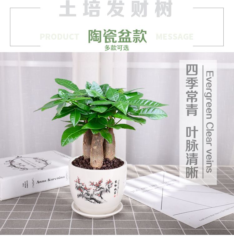 发财树盆栽室内客厅桌面绿植小盆景大发财树苗招财树吸甲醛植物