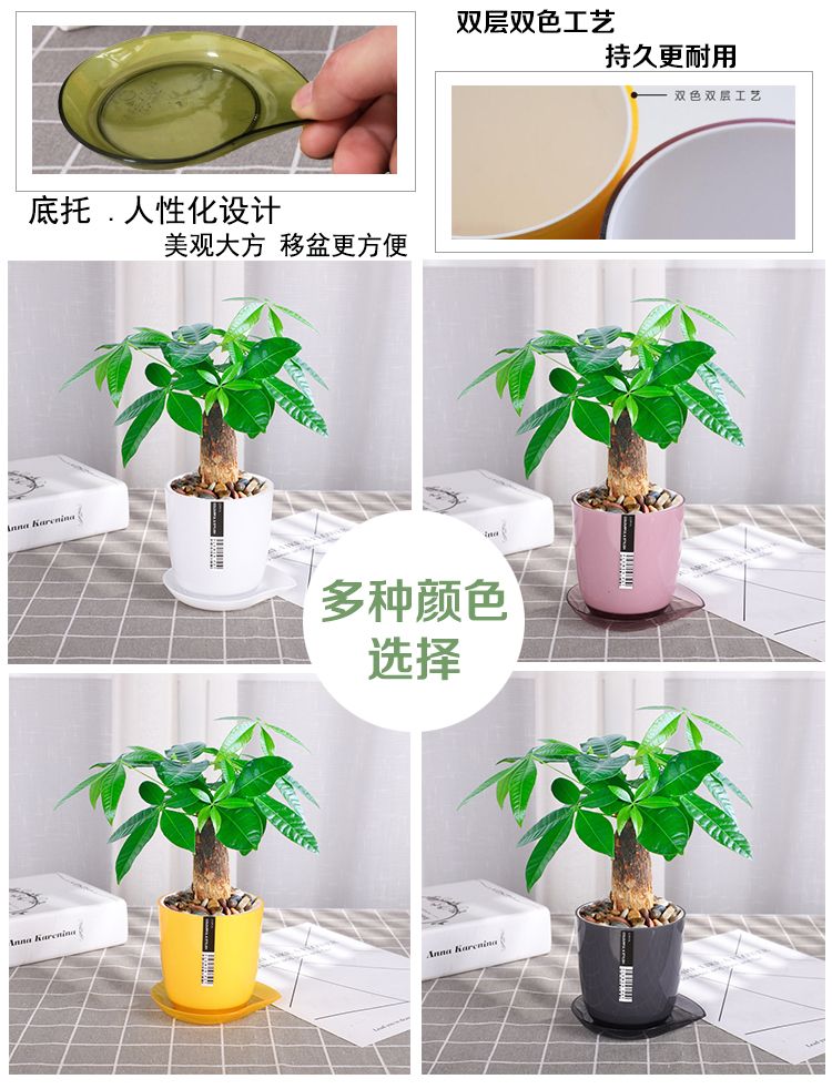 发财树盆栽室内客厅桌面绿植小盆景大发财树苗招财树吸甲醛植物