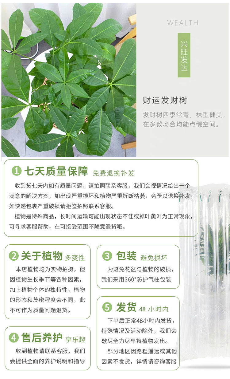 发财树盆栽室内客厅桌面绿植小盆景大发财树苗招财树吸甲醛植物