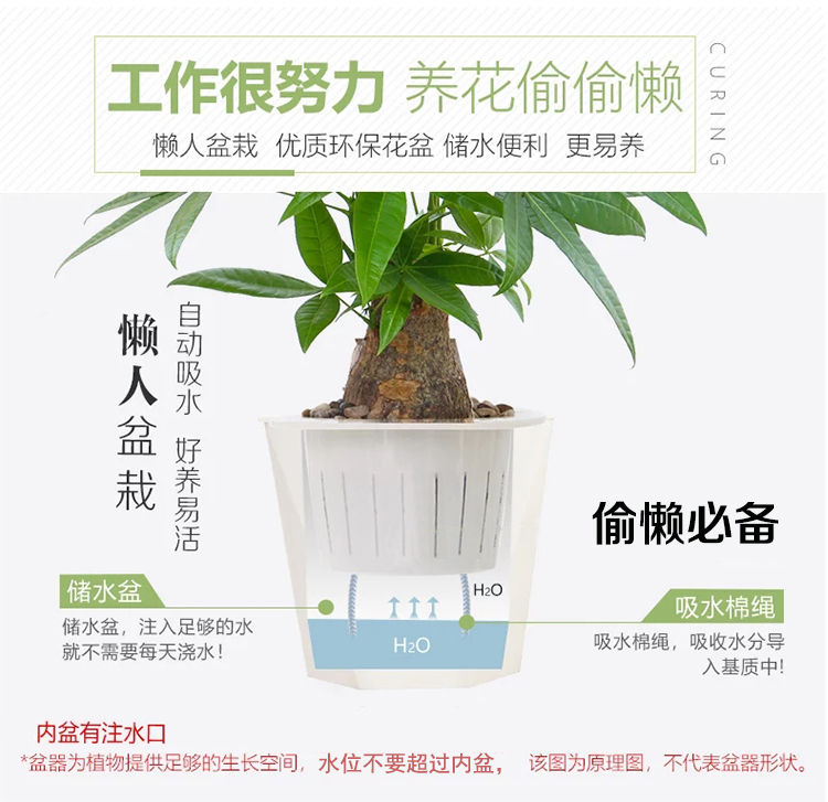 发财树盆栽室内客厅桌面绿植小盆景大发财树苗招财树吸甲醛植物