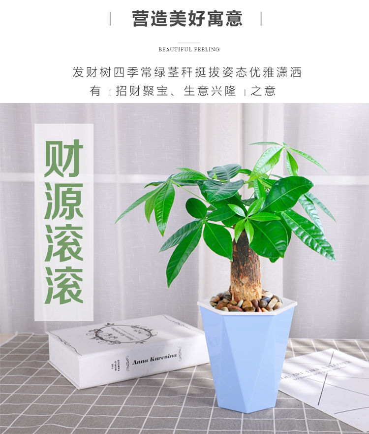 发财树盆栽室内客厅桌面绿植小盆景大发财树苗招财树吸甲醛植物