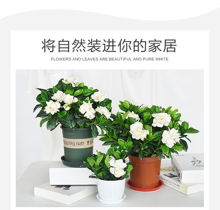 盆栽花卉怎么养好 b951b749-a638-4f2d-9c0c-da58748dfdad.jpg