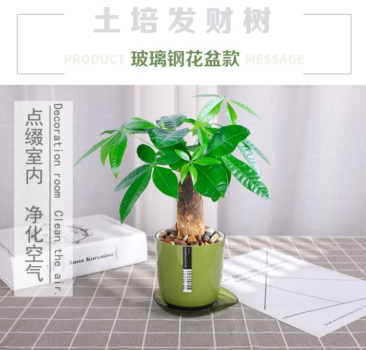 发财树盆栽室内客厅桌面绿植小盆景大发财树苗招财树吸甲醛植物