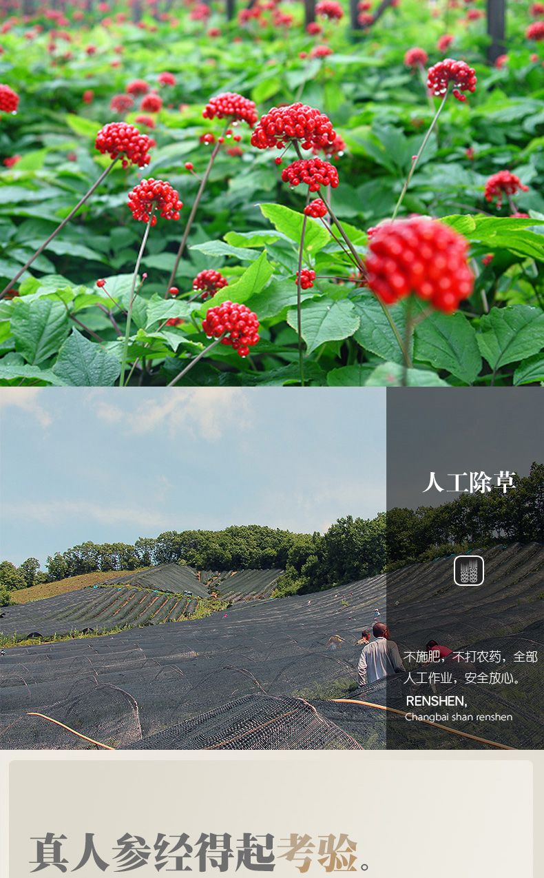 人参8年大参【2支100克】野山参长白山人参东北特产产地发货