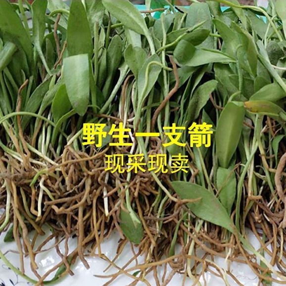 一支箭草带根现釆新鲜野生250克包邮