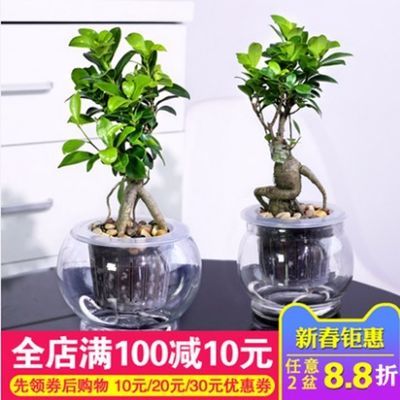 观叶植物