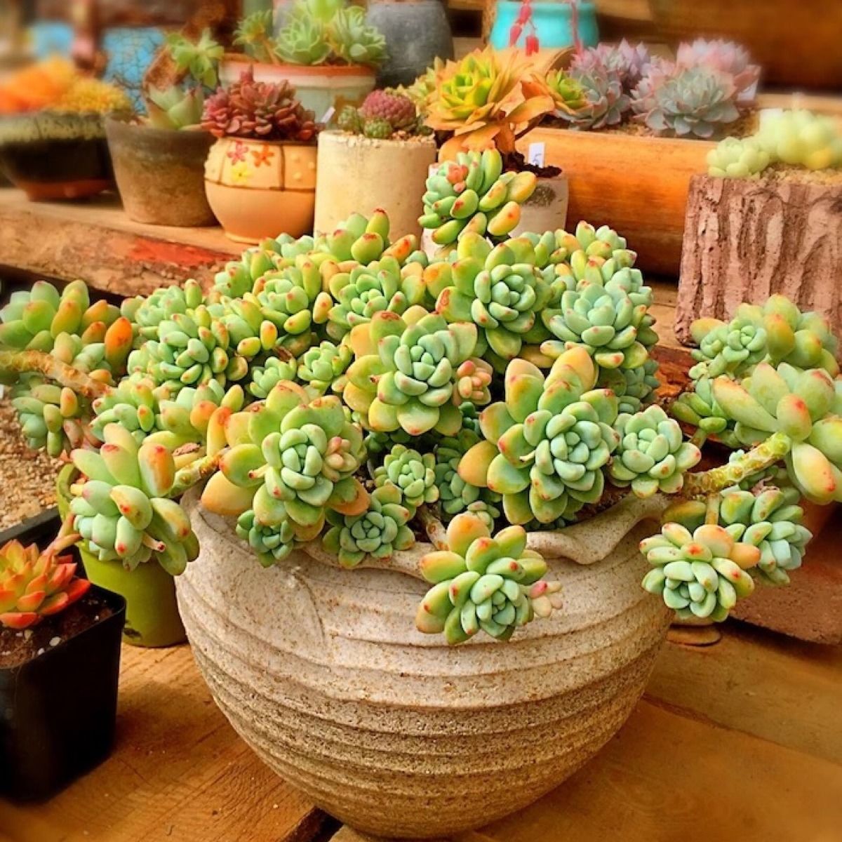 多肉粒土多肉植物虹彩石营养土花卉花盆麦饭石沸石轻石铺面石 3月7日发完 虎窝拼