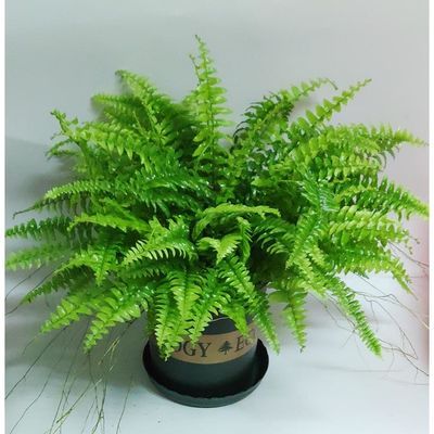 观叶植物
