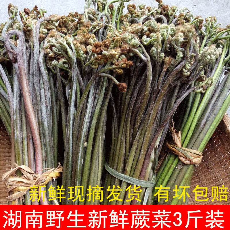 蕨菜新鲜野生蔬菜现摘现发龙爪菜泡菜山蕨菜湖南怀化特产拳头菜【15天