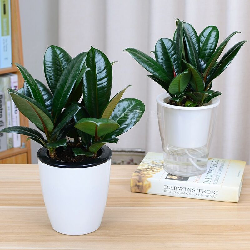 橡皮树盆栽花卉净化环境绿植黑金刚四季长青盆景家庭办公室吸甲醛