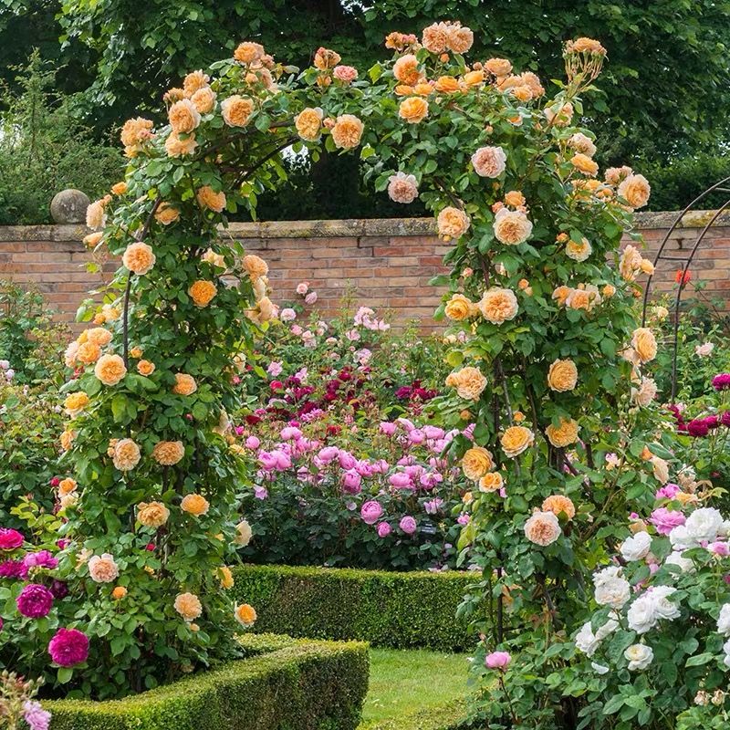 蔷薇花几月份种最合适 afa31912-55f8-4548-a4a8-2fe9c477c180.jpg