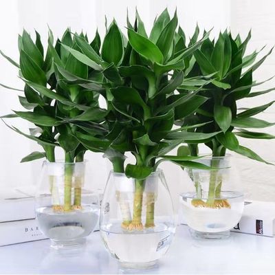 观叶植物