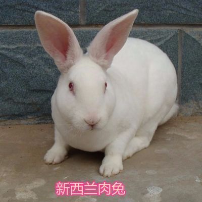 出售兔苗15元一只 出售兔苗15元一只怎么样