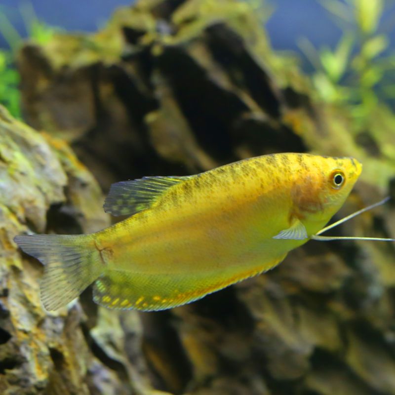 曼龙鱼活体观赏鱼淡水鱼中型鱼练手鱼金鱼风水鱼好养耐活不打氧鱼