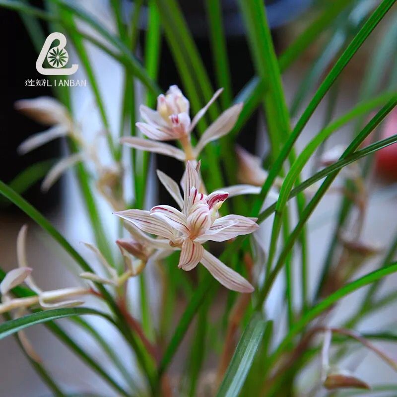 兰花苗莲瓣兰老种金沙树菊花卉花盆栽盆景绿植物好养易开花