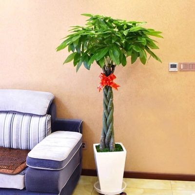 观叶植物