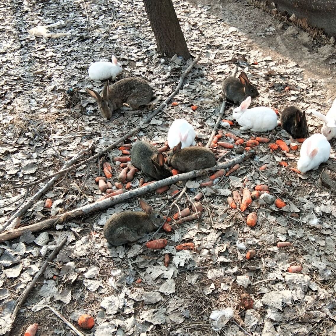 如何杀兔子比较新鲜 85572342-b7ce-41b2-8b46-1bd811b1846b.jpg