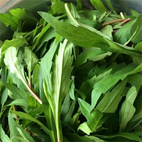 新鲜野生马兰头路边菊鸡儿肠先采现卖拌香干可做青团馅多规格可选