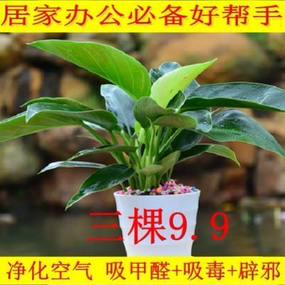 观叶植物