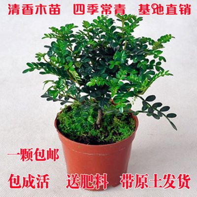 观叶植物