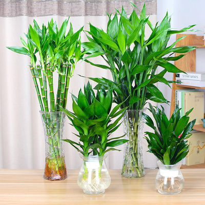 观叶植物
