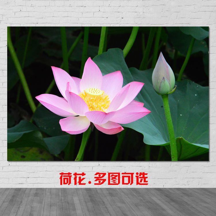 荷花莲花荷叶海报订做花卉风景画大厅玄关房间绿色植物装饰墙贴画