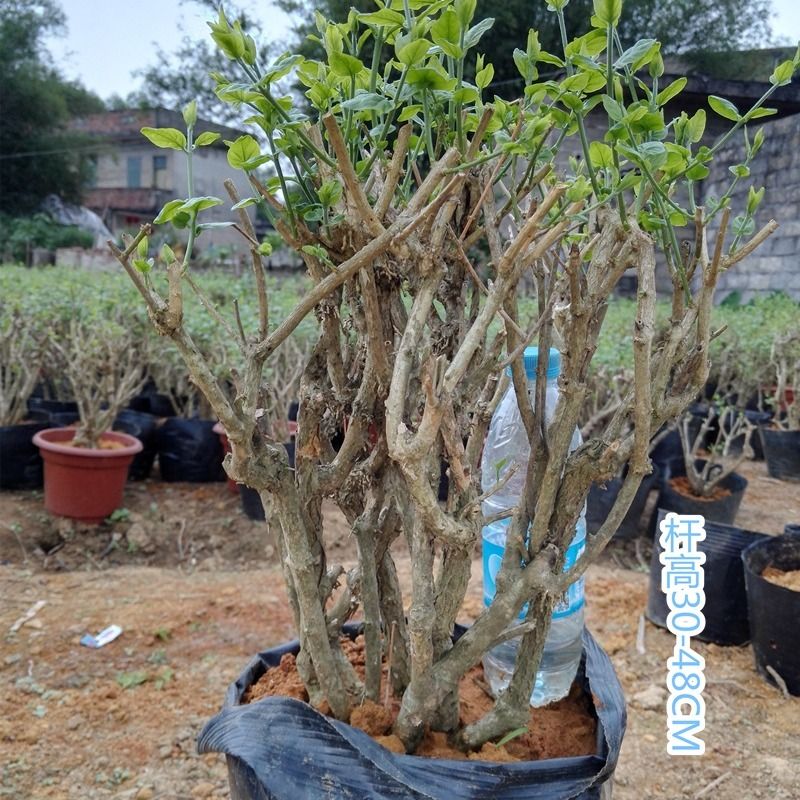 基地直发 何家茉莉花盆栽茉莉花苗盆景花卉盆栽绿植茉莉老桩 虎窝拼