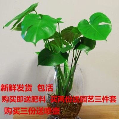 观叶植物